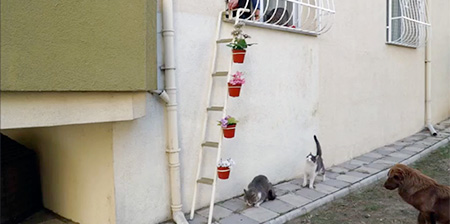 Cat Ladder