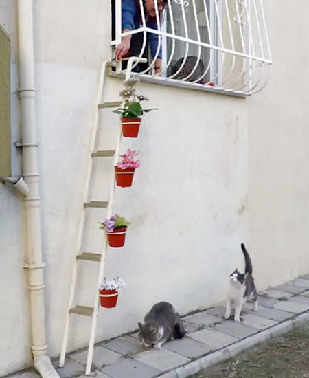 House with Cat Ladder