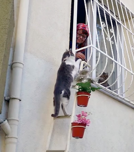 Ladder for Cats