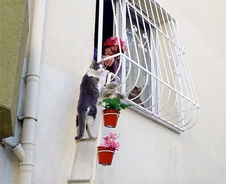 Ladder for Cat