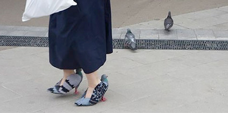 Pigeon Shoes