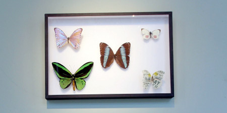 Butterfly Paintings