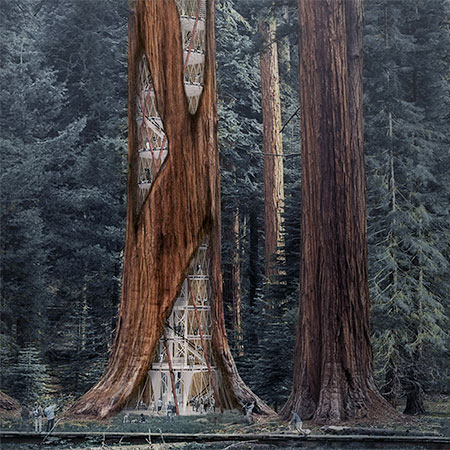 Sequoia Skyscraper
