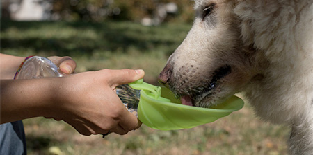 Pet Water Bottle