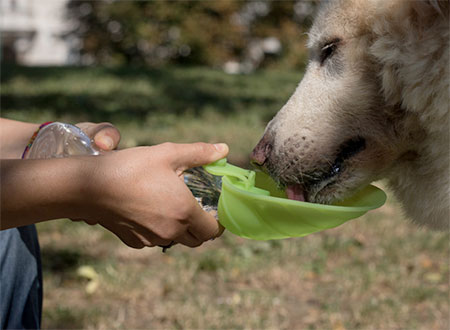 LEAF Water Dispenser