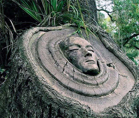 Tree Face