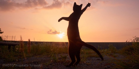 Cats Doing Martial Arts