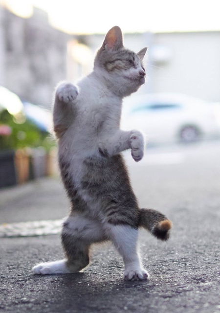 Karate Cats