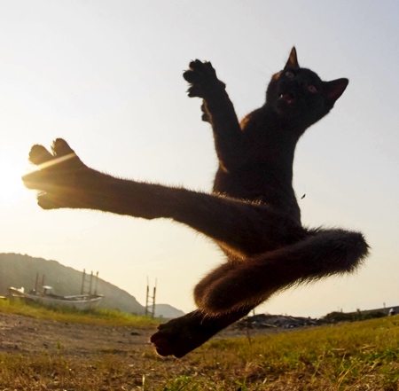 KungFu Cats