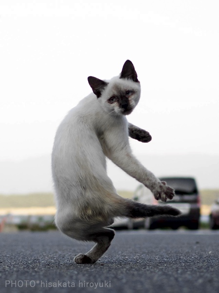 Martial Arts Cats