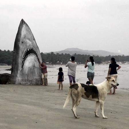 White Shark Rock