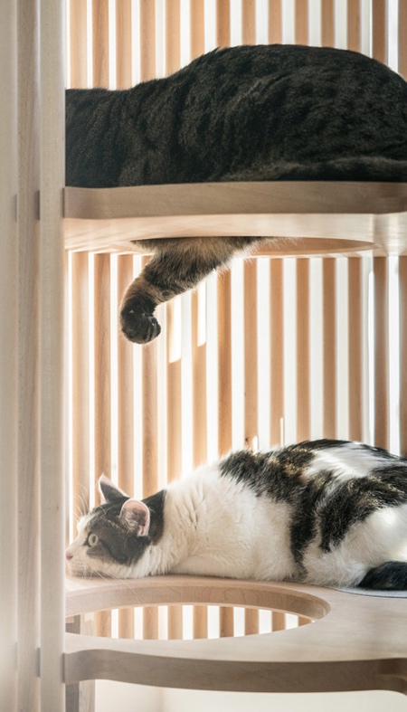 خانه ای مدرن برای گربه ها 
