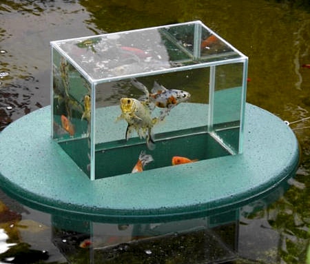 Floating Fish Tank