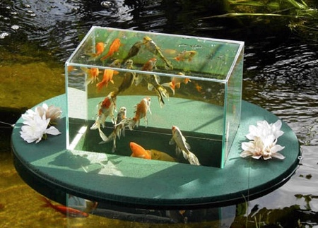 Backyard Aquarium