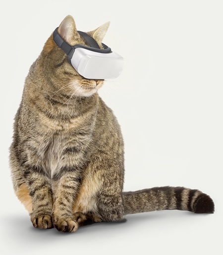 CatVR