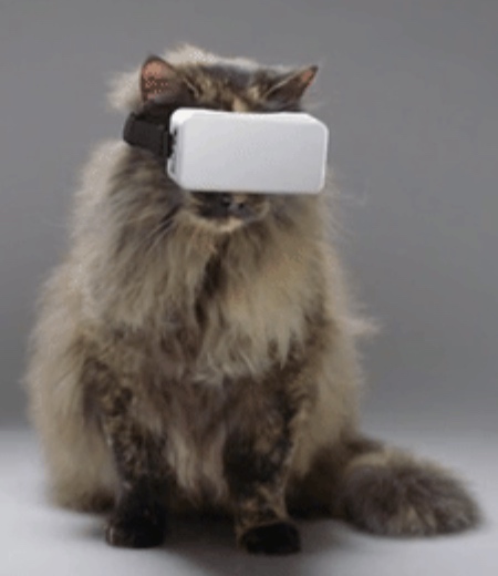 VR for Cats