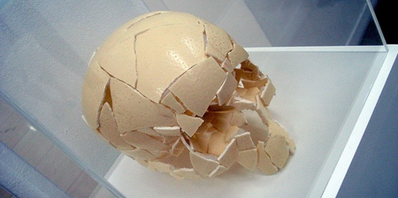 Egg Shell Human Skull