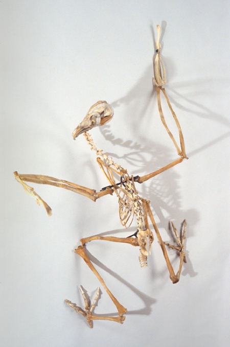 Extinct Birds Sculptures