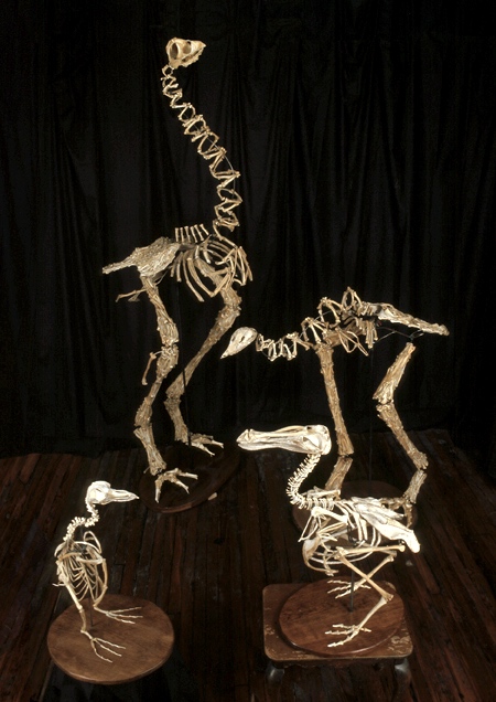 Christy Rupp Extinct Birds