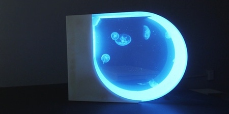 Jellyfish Aquarium