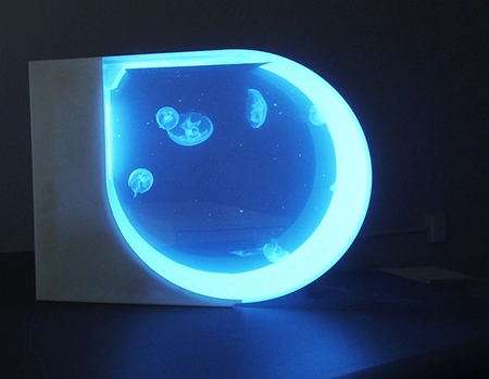 Illuminated Aquarium