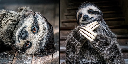 Sloth Costume