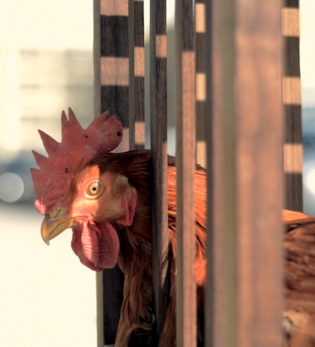 Sebastian Errazuriz Chicken Chair