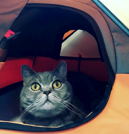 Camping Tent for Cats