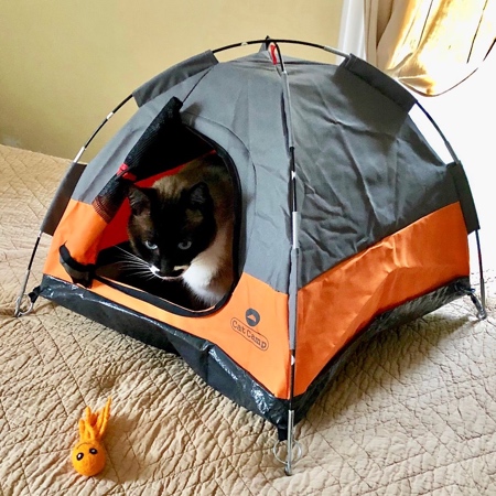 Tent for Cats