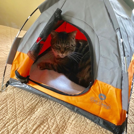 Cats Tent