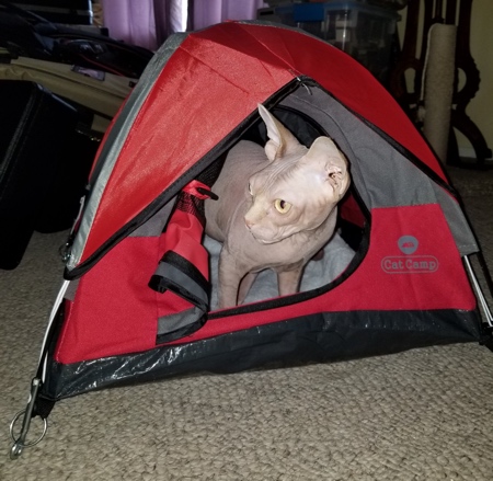 Cat Tent