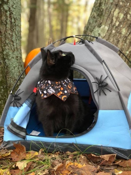 Cats Camping Tent