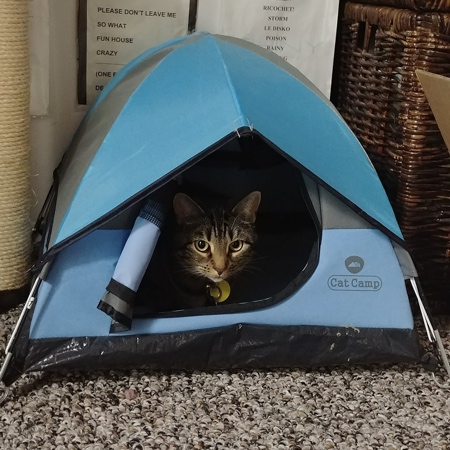 Cat Camping Tent