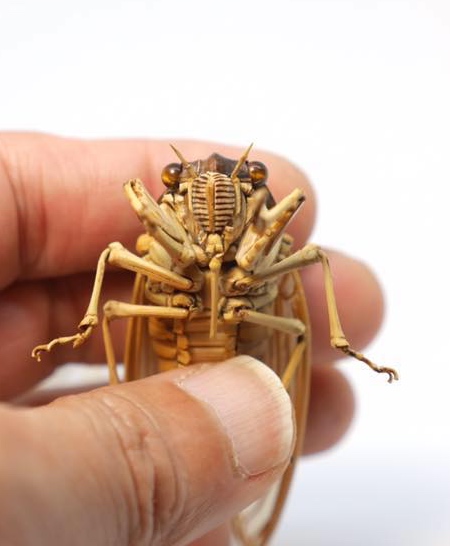 Insects Made of Bamboo