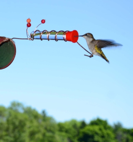 Bird Feeder