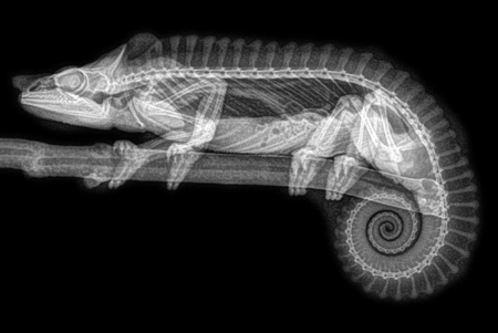 Animal X-Ray