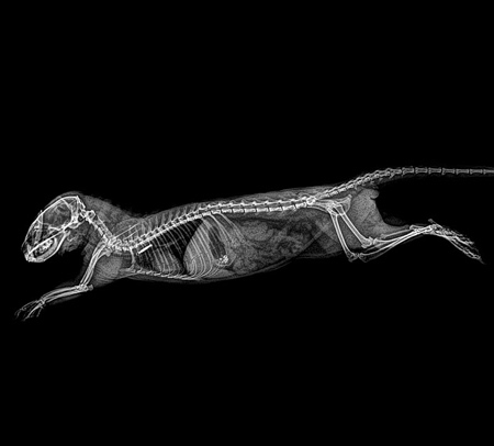 Animal XRay