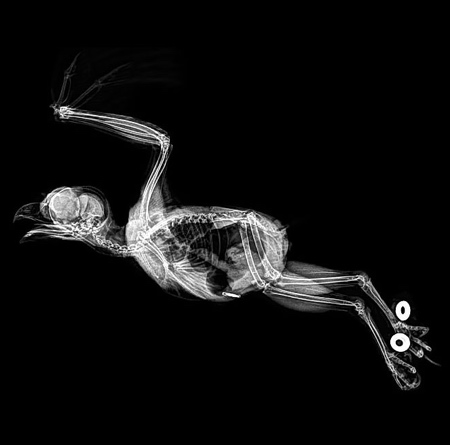 Oregon Zoo Animal X-Rays