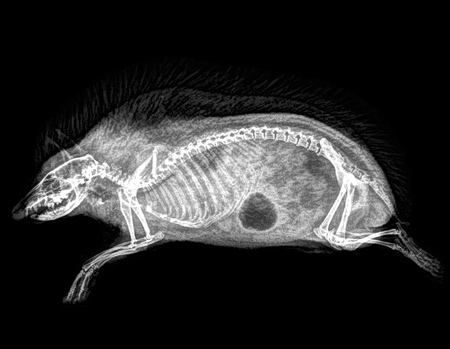 Oregon Zoo Animal XRays