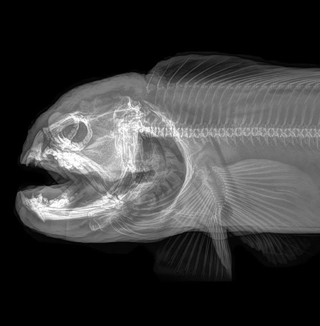 Oregon Zoo Animal XRay