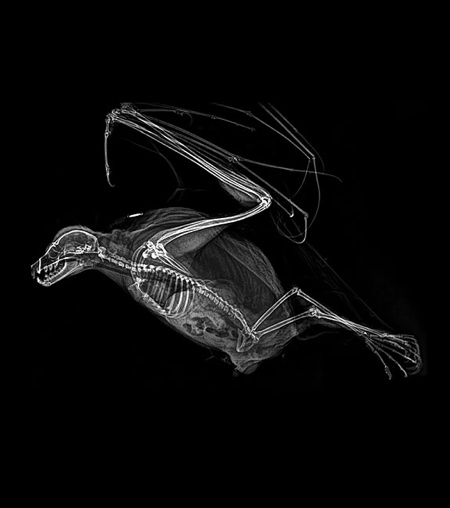 Oregon Zoo X-Ray