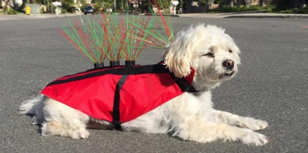 Anti-Coyote Dog Vest