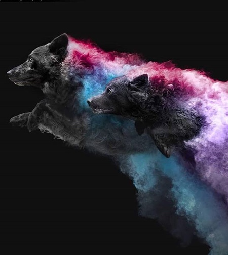 Coloured Powder Dogs