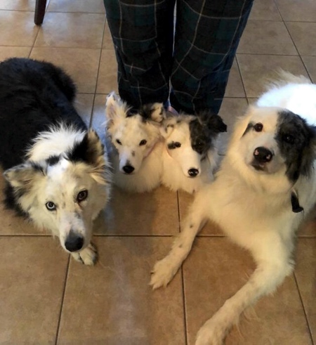 Cuddle Clones Dog Slippers