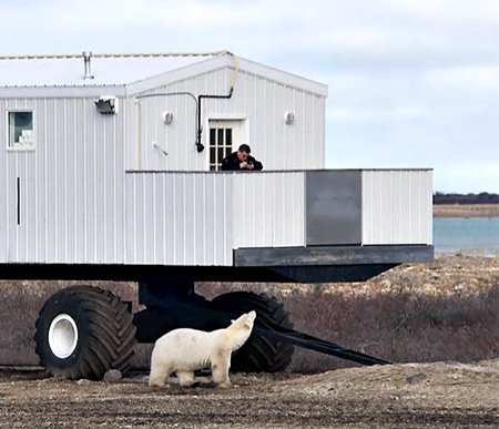 Polar Bear Hotel