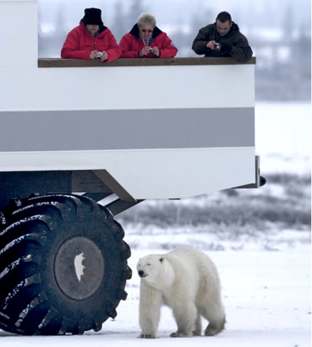 Great White Bear Tour