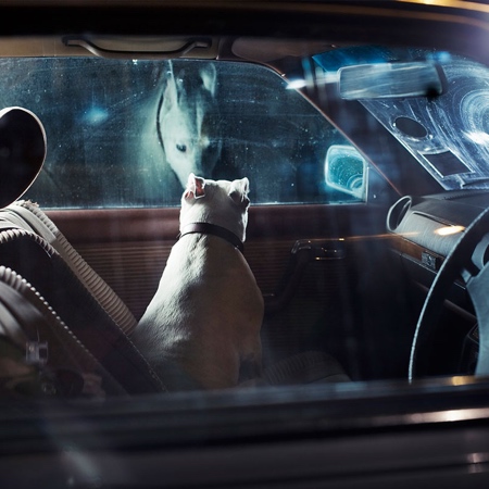 The Silence of Dogs in Cars