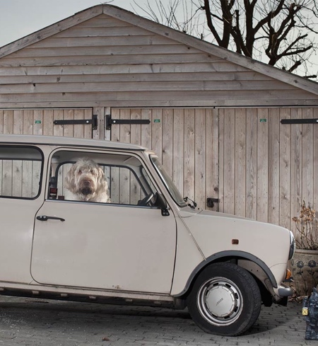 Dog in Car