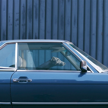 Dog in a Car