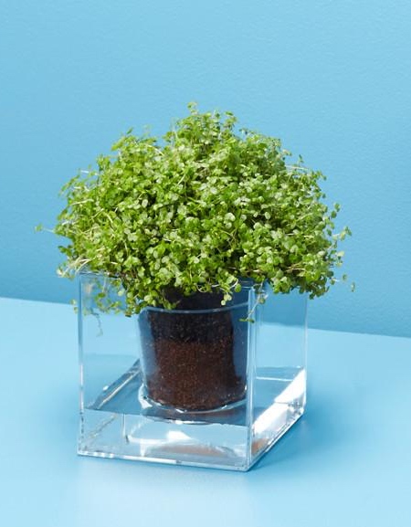 Cube Planter